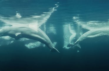 Beluga du Québec